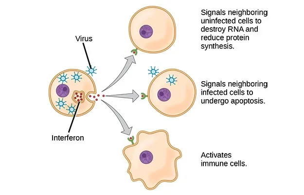 Action of interferon to control virus infection